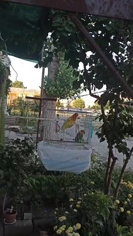 This is a medium shot of a birdcage hanging outdoors among trees and plants. The cage contains three lovebirds, one yellow, one orange, and one green. The cage is covered with a white cloth at the bottom. In the background, a building and a fence are visible. The lighting suggests it is daytime.