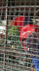 Exotic birds, a snake, and a tortoise at a Kompa animal enclosure