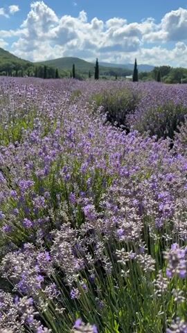The video displays a field of blooming lavender under a bright, sunny sky with scattered white clouds. The camera moves slowly through the lavender plants, offering a close-up view of the purple flowers and green stems. In the distance, rolling hills and cypress trees are visible, suggesting a rural or natural landscape. The lighting indicates it is daytime, likely late morning or afternoon. There are no people or animals visible in the frame, and no objects other than the plants and natural scenery. The overall impression is one of a peaceful, scenic outdoor environment.