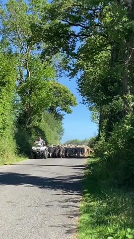A man rides an ATV on a paved road lined with lush green trees. He is herding a large flock of sheep down the road. The sun is shining, and the sky is blue. The scene appears to be a rural countryside setting.