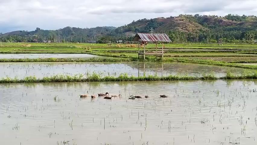 The video shows a wide shot of flooded rice paddies. In the foreground, several ducks are swimming and dabbling in the shallow water. In the middle ground, a small, rustic hut with a tin roof stands on stilts. The background features rolling hills and trees under a cloudy sky. The overall scene depicts a rural agricultural landscape.