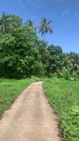 The video opens with a view of a narrow, light-colored concrete path curving gently to the left. The path is bordered on both sides by abundant green vegetation, including tall trees and lush undergrowth. On the right, a vibrant green rice paddy field stretches into the distance. Palm trees and other tropical trees rise prominently against a bright blue sky with scattered white clouds. The distinct sound of a motor or vehicle is audible throughout the clip.

At 0:03, the camera pans slowly to the right, revealing more of the extensive rice paddy field and the dense, verdant jungle beyond. Several more palm trees and various other tropical trees dominate the background. Nestled among the foliage, a small, rustic hut with a dark roof can be seen in the distance, partially obscured by the trees. The sky remains clear and bright blue with a few clouds. No people or visible text are present in the video. The scene depicts a serene and lush tropical landscape, characteristic of a rural area.