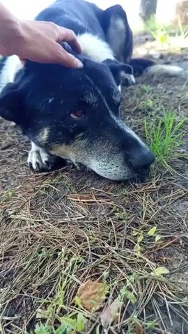 This is a close-up video of a black and white dog lying on the ground. A person's hand is gently petting the dog's head. The dog appears to be resting, with its eyes partially closed and its head resting on the ground. The scene is set outdoors, with dry grass and pine needles covering the ground. There is also some green grass visible, and a blurred tree trunk in the background. The lighting suggests it is daytime, possibly late afternoon, given the dappled light and shadows. The overall mood is calm and affectionate, with the gentle petting of the dog indicating a bond between the person and the animal. There is no visible text in the video.