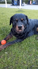 Rottweiler plays with orange ball near Ukrainian gas station