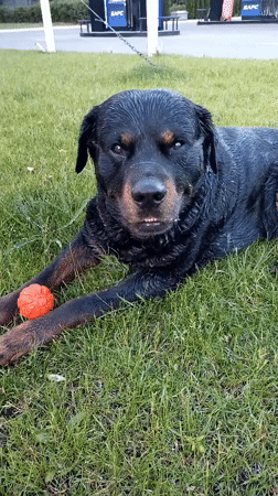Rottweiler plays with orange ball near Ukrainian gas station