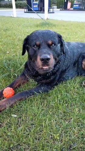 Rottweiler plays with orange ball near Ukrainian gas station