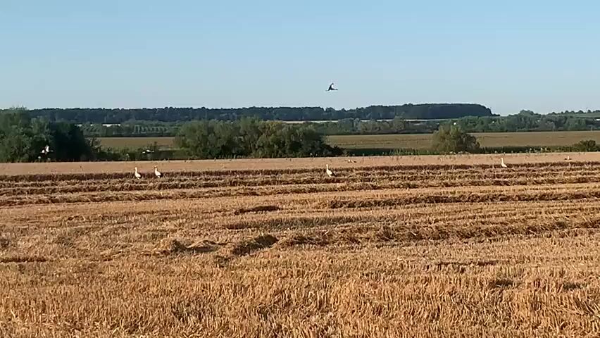 A wide shot captures a rural landscape with a golden field of harvested wheat under a clear blue sky. A line of white birds, likely storks, stands in the field. In the background, a distant forest and trees form a dark green line against the horizon. A yellow and black combine harvester is actively working in the field, cutting the remaining wheat stalks and creating rows of stubble. Dust or chaff is visibly being expelled from the harvester as it moves. Several birds are in flight, some near the harvester and others in the distance. The overall scene depicts agricultural activity during harvest season.