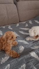Two small dogs hanging out on a patterned bed