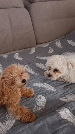 Two small dogs hanging out on a patterned bed