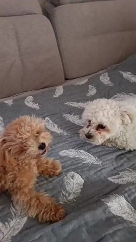 The video shows two small dogs playing on a bed. The bedspread has a feather pattern. The dog on the left is light brown and is lying down. The dog on the right is white and is sitting up. The brown dog looks at the white dog, and then the white dog moves closer. The brown dog then gets up and they appear to be playing together, with the brown dog rolling over.