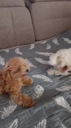 Two small dogs hanging out on a patterned bed