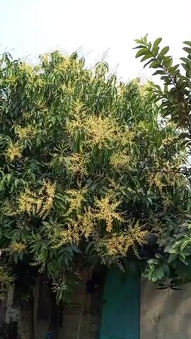 A low-angle, outdoor shot pans across a cluster of trees. The central focus is a mango tree in full bloom with thousands of small, yellow flowers. To the right of the mango tree is a guava tree with lush green leaves. In the background, a section of a building with a teal door is visible. The sky is a light, hazy blue, suggesting it's daytime. The camera movement is smooth and steady.
