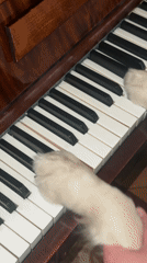 Dogs play piano with human guidance in Vanadzor