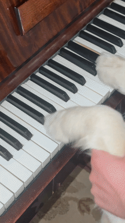 Dogs play piano with human guidance in Vanadzor