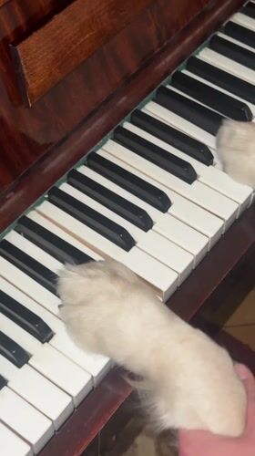 Dogs play piano with human guidance in Vanadzor