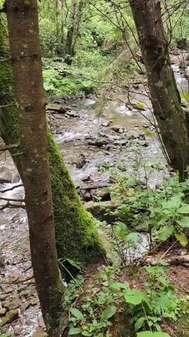 This video captures a scenic view of a forest stream. The stream flows over rocks, creating a gentle ripple effect. Lush green trees and foliage surround the stream, creating a dense, natural environment. Two tree trunks are prominently positioned in the foreground, framing the view of the stream. The overall impression is one of a peaceful, natural setting.