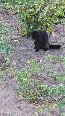 A black cat is in a garden surrounded by plants. The cat is sitting on the ground and grooming itself. It then stands up and walks away into the bushes.