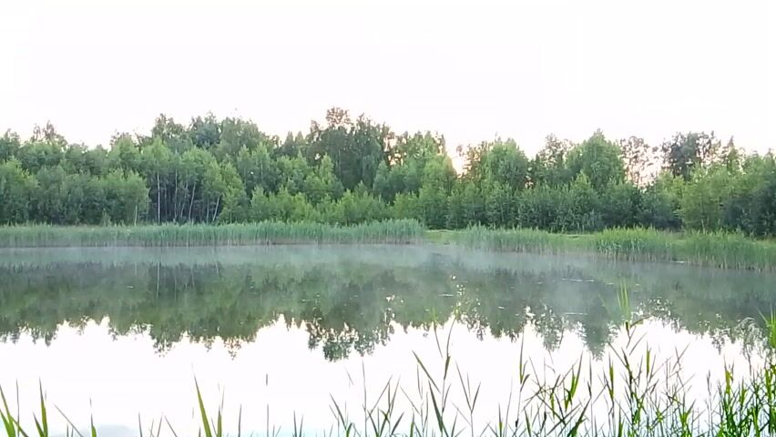 The video shows an inverted image of a natural landscape. In the foreground, blurred green reeds or tall grass hang down from the top of the frame. Below this, a calm body of water reflects a line of trees and vegetation on the opposite bank. A thin layer of mist hovers just above the water's surface and the reeds along the bank. The trees are lush green, with a mix of deciduous and possibly some evergreen varieties. The sky above the trees is bright and appears to be a clear or slightly overcast daytime sky. The overall impression is of a serene, tranquil waterside scene.