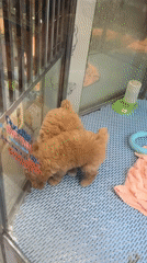 Morning pet store visits and snack break in Hong Kong