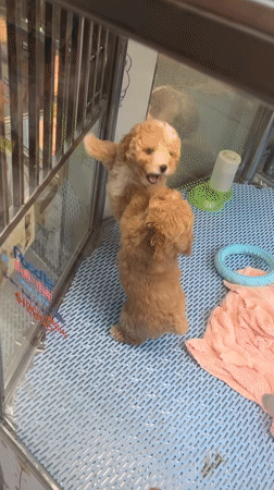 Morning pet store visits and snack break in Hong Kong