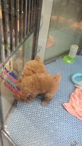 Morning pet store visits and snack break in Hong Kong