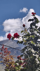 Mountain garden blooms in Kulang, India