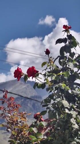 Mountain garden blooms in Kulang, India
