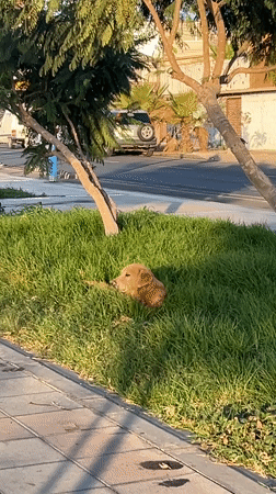 Quiet afternoon in an Arica park at golden hour