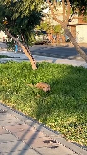 Quiet afternoon in an Arica park at golden hour