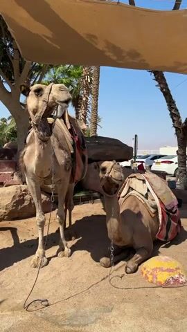 Two camels are in a sandy enclosure under a tan canopy. The camel on the left stands and faces the right. It wears a bridle and a saddle with a red, white, and blue patterned blanket. A chain leash connects its bridle to the ground. The camel on the right is lying down and faces the left. It also wears a bridle and a saddle with a similar blanket. A chain leash connects its bridle to the ground. In the background, there are rocks, palm trees, and a few people standing near cars. The sky is clear and blue. The speaker is heard to ask if the camel will spit.