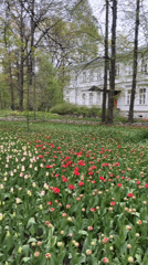 Red tulips bloom in Saint Petersburg garden display