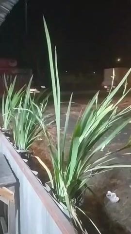 The video shows a row of tall, green plants in pots, likely outdoors at night. The plants have long, slender leaves and some appear to have thin stalks with small buds or developing flowers. In the background, there is a dark, out-of-focus scene with some lights visible, suggesting it might be a street or an area with some activity. The lighting in the foreground is somewhat dim, illuminating the plants and a portion of a wooden structure to the left. A white object, possibly a shoe or a piece of debris, is visible on the ground behind the plants. The overall impression is a still shot of plants in an outdoor setting at night.
