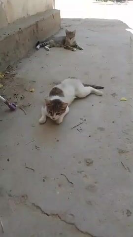 Two cats are lying on a concrete surface outside a building. The cat in the foreground is mostly white with brown and grey markings on its head and back. It is lying on its stomach with its paws tucked underneath it, and it appears to be looking forward. The second cat is in the background and is lying on its side, facing the camera. This cat is grey and black striped. There are a few dry leaves and twigs scattered on the ground. A purple object, possibly a toy, is visible on the left side of the frame. The lighting suggests it is daytime.