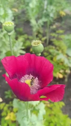 The video shows a close-up of a vibrant pink poppy flower with a bee collecting pollen. The bee is striped black and yellow and is positioned in the center of the flower. The background is blurred, but suggests a garden setting with more poppy plants and their seed pods visible. The lighting is natural and soft, indicating it was likely filmed outdoors during the day.