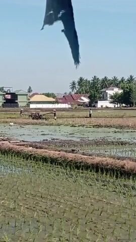A wide shot shows a rural landscape under a clear blue sky. In the foreground, rows of young green rice seedlings are visible in flooded paddies. A raised dirt berm separates these paddies from a larger area of muddy, disturbed earth in the middle ground. Three figures, likely farmers, are working in this muddy area. One figure on the left is operating a small tiller or tractor. Two other figures, one in the center and one on the right, appear to be tending to the field, possibly planting or leveling the soil. Further in the background, several houses and buildings, some with red tile roofs and others with green facades, are nestled amongst palm trees. A torn piece of dark fabric hangs down from the top of the frame, obscuring a small portion of the sky and the upper part of the scene. The overall impression is one of agricultural activity in a tropical or subtropical setting.