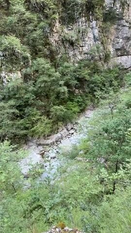 The video pans across a narrow canyon with steep, rocky cliffs on either side. Dense green foliage covers much of the canyon walls and floor, with trees growing out of crevices and along the riverbed. A shallow, rocky river flows through the bottom of the canyon. Sunlight filters down from above, illuminating parts of the canyon and casting shadows. The overall impression is one of a wild and secluded natural environment.