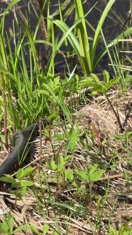 A black and yellow snake crawls along a muddy bank next to some still water. The snake moves left to right through some grass, straw, and green foliage. The water is dark and reflects the sun. The grass along the bank is a mixture of green shoots and brown stalks.