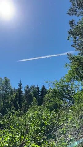 The video is filmed from a low angle, looking up at a clear blue sky with the sun shining brightly in the upper left corner. A long, thin white contrail stretches across the sky from the left to the right. Below the sky, a dense forest of green trees and foliage fills the frame. In the center of the frame, a single white butterfly flutters in the air. The overall impression is a bright, sunny day in a natural, wooded environment.