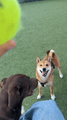 Late-night dog park gathering in West Hollywood draws multiple pets