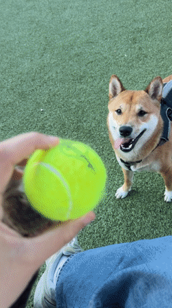 Late-night dog park gathering in West Hollywood draws multiple pets