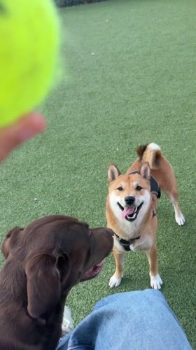 Late-night dog park gathering in West Hollywood draws multiple pets