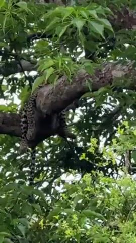 The video shows a leopard lying on a tree branch among green leaves. The animal's spotted coat is visible, and its tail hangs down. The shot is taken from below, looking up at the leopard in the tree. The light is diffused, suggesting an overcast day.
