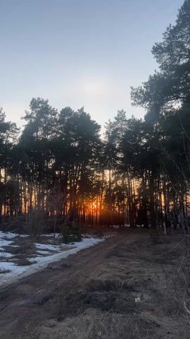 The camera looks straight ahead at a row of tall, dark pine trees with bare lower branches, silhouetted by the bright orange glow of the sun setting behind them. A dirt path extends toward the trees and disappears into the forest. Some patches of snow cling to the ground on the left side of the path. The sky is pale blue above the trees. An animal sound is audible.