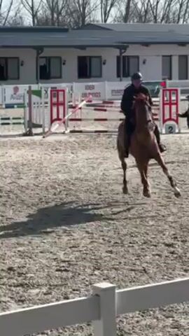 The video shows a man riding a horse in an outdoor riding arena. The man is wearing a black helmet and black riding attire. The horse is light brown with white markings on its face and legs. The horse and rider are moving at a trot in the arena, which has a sandy surface. In the background, there are several jump obstacles in various colors. A building with white siding and a green roof is visible beyond the arena. There are signs displayed on the building, including "IDEA BUILDINGS" and "marystall". A white fence runs along the perimeter of the arena. Bare trees are visible in the background. The weather appears to be sunny.