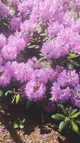 The video shows a cluster of blooming rhododendrons with pink flowers and green leaves. The camera pans slightly upward, revealing more flowers and some trees in the background. Sunlight filters through the leaves, creating a soft lighting effect. The scene is still and serene.