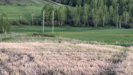 Roe deer spotted in field near Krasnaya, Russia