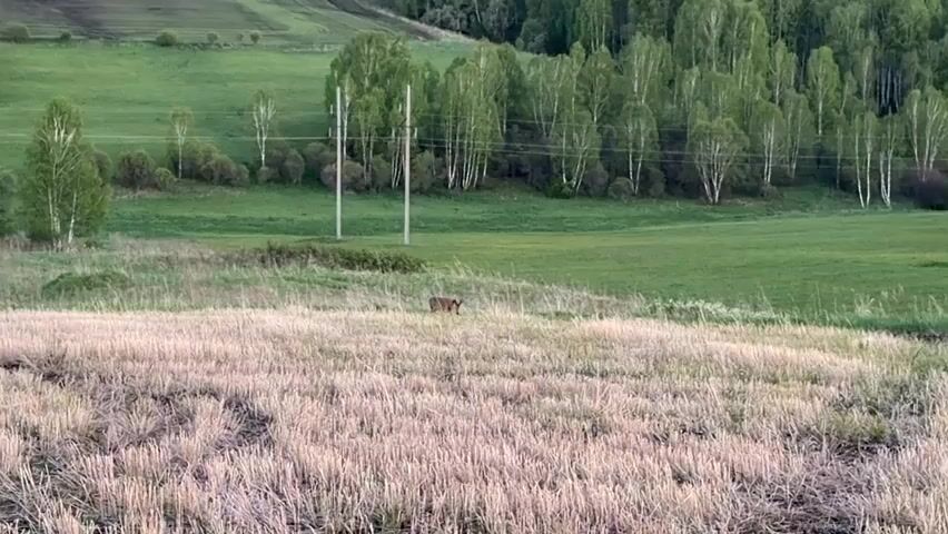 The scene is a grassy field with patches of dry, brown grass in the foreground. In the middle of the field stands a brown deer, facing the camera. Behind the deer is a field of green grass, with a row of electrical poles and a line of trees. In the background, a hill is partially visible. The weather appears to be mild, with soft lighting.