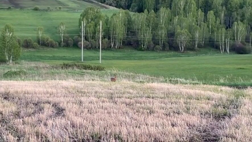 Roe deer spotted in field near Krasnaya, Russia