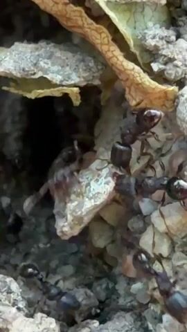 The video shows a close-up view of a group of small black ants clustered around a small opening in the ground. The surrounding area consists of small rocks and debris, with a partially visible, dried leaf fragment above the opening. The ants are actively moving around the entrance.