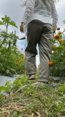 Woman visits orange marigold flower field in Kintamani, Indonesia